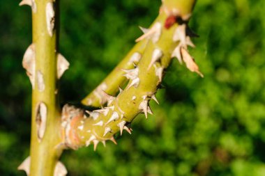 Keskin dikenli bir gül dalının yakın çekimi doğanın güzelliğini ve tehlikesini vurguluyor..