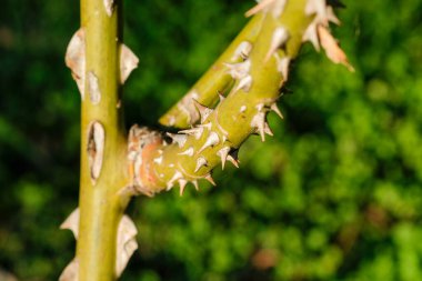 Keskin dikenli bir gül dalının yakın çekimi doğanın güzelliğini ve tehlikesini vurguluyor..