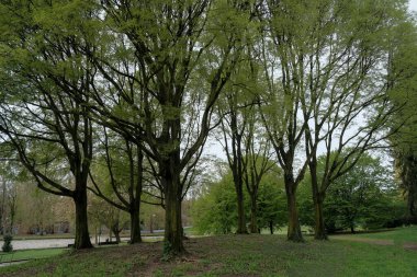 Yeşil bir parktaki bir grup uzun ağaç, gölge ve sükunet hissi veriyor..