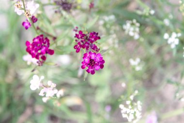 Çeşit çeşit çiçek manzarası.