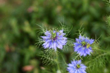 Nigella çiçeklerinin manzarası. Yüksek kalite fotoğraf