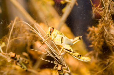Çekirge manzarası. Yüksek kalite fotoğraf