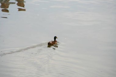 Karlı Göl yüzeyinde ördek yüzüşü. Yüksek kalite fotoğraf