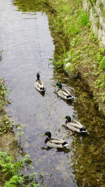 Dar bir derede yüzen dört ördek huzurlu ve doğal bir manzara yaratıyor. Yüksek kalite fotoğraf