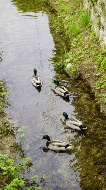Dar bir derede yüzen dört ördek huzurlu ve doğal bir manzara yaratıyor. Yüksek kalite fotoğraf
