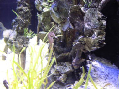 Birçok deniz atı mavi ışıklı bir akvaryumda parlak yeşil deniz yosunları arasında yüzer. Deniz atları açık arkaplana karşı koyu renkli görünüyor. Yüksek kalite fotoğraf