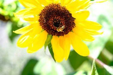 Merkezinden polen toplayan bir arının yer aldığı bir ayçiçeğinin makro çekimi, canlı sarı yapraklarını ve ayrıntılı yapısını gözler önüne seriyor. Yüksek kalite fotoğraf