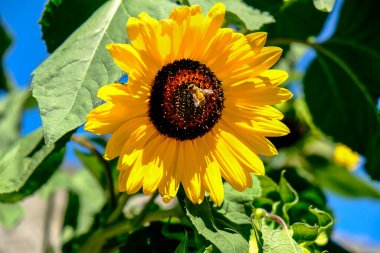 Merkezinden polen toplayan bir arının yer aldığı bir ayçiçeğinin makro çekimi, canlı sarı yapraklarını ve ayrıntılı yapısını gözler önüne seriyor. Yüksek kalite fotoğraf