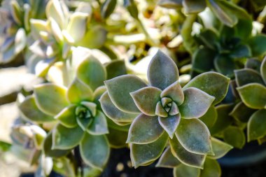 Echeveria sulu bitkilerinin yakın plan çekimlerinde doğal ışık altında yumuşak yeşil yapraklı rosette şekiller bulunur. Yüksek kalite fotoğraf