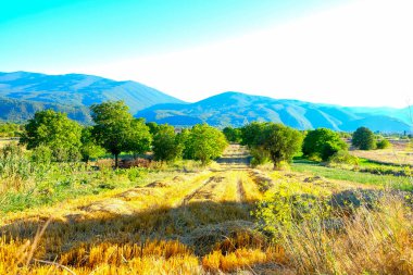 Abruzzo İtalya 'da parlak bir gökyüzü altında yeşil ağaçların ve uzak mavi dağların bulanık manzarasına yol açan, ön planda altın renkleri olan ekilmiş bir tarla. Yüksek kalite fotoğraf