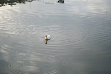 Odaklanmış tek bir beyaz nilüfer yaprağının olduğu sakin bir sahne, sakin sularda yüzen, uzakta bulanık bir ördek, sakin doğal bir anı yakalıyor. Yüksek kalite fotoğraf