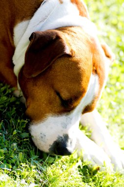 Kahverengi ve beyaz kürklü Amstaff American Staffordshire Terrier 'in detaylı yakın plan portresi, bulanık bir arka plan üzerine kurulmuş, türün karakteristik özelliklerini vurguluyor. Yüksek kalite fotoğraf