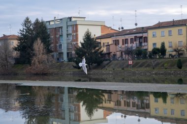 Ferrara 'da bir kanalın üzerinde uçuşun ortasında bir martının olduğu sakin sulara yansıyan binalar su yolu boyunca kentsel manzarayı aydınlatıyor. Yüksek kalite fotoğraf