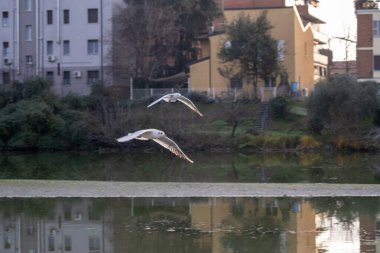 İki martı, arka planda binalar ve ağaçlarla birlikte bir şehir ortamında doğayı gösteren kentsel bir gölün su yüzeyinde uyum içinde uçar. Yüksek kalite fotoğraf