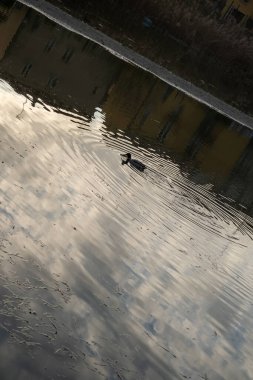 Güneş ışığını yansıtan, geniş bir alanda yüzen küçük ördek, hafif bulanık ve soyut bir kalitede, sükuneti vurguluyor. Yüksek kalite fotoğraf