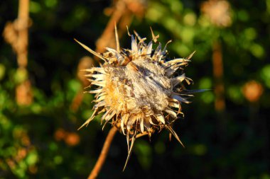 Devedikeni Kapanışı Karanlık Arkaplan Detayı. Yüksek kalite fotoğraf