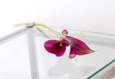 Pembe bir Calla Lily 'nin yakın çekimi, narin taç yapraklarını ve eşsiz şeklini yumuşak beyaz arka planda sergiliyor. Yüksek kalite fotoğraf