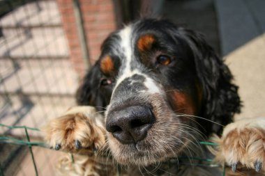 Bir Springer Spaniel 'in kafasının yakın plan fotoğrafı ağzı açık, bulanık bir arka plana karşı mutlu bir ifade sergiliyor. Yüksek kalite fotoğraf