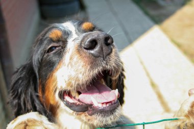 Bir Springer Spaniel 'in kafasının yakın plan fotoğrafı ağzı açık, bulanık bir arka plana karşı mutlu bir ifade sergiliyor. Yüksek kalite fotoğraf