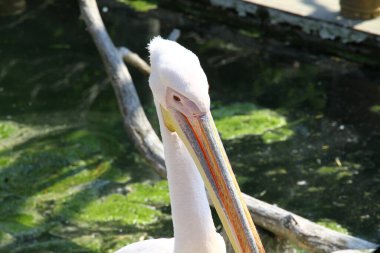 Uzun gagalı dingin beyaz bir pelikan, yeşilliklerle çevrili sakin bir su kütlesinin yanında zarafetle durur. Yüksek kalite fotoğraf