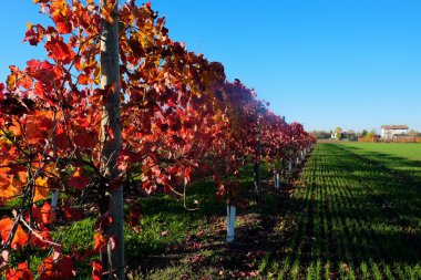 Canlı bir sonbahar üzüm bağı manzarası. Yaprakların yakın çekimi, yeşil çimen ve açık mavi gökyüzünün bulanık arka planına karşı kırmızı ve turuncunun sıcak gölgelerine dönüşüyor. Yüksek kalite fotoğraf