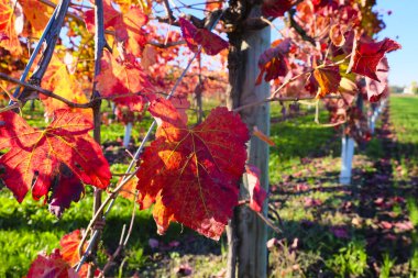 Canlı bir sonbahar üzüm bağı manzarası. Yaprakların yakın çekimi, yeşil çimen ve açık mavi gökyüzünün bulanık arka planına karşı kırmızı ve turuncunun sıcak gölgelerine dönüşüyor. Yüksek kalite fotoğraf