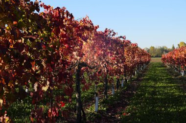Canlı bir sonbahar üzüm bağı manzarası. Yaprakların yakın çekimi, yeşil çimen ve açık mavi gökyüzünün bulanık arka planına karşı kırmızı ve turuncunun sıcak gölgelerine dönüşüyor. Yüksek kalite fotoğraf