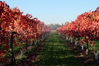 Canlı bir sonbahar üzüm bağı manzarası. Yaprakların yakın çekimi, yeşil çimen ve açık mavi gökyüzünün bulanık arka planına karşı kırmızı ve turuncunun sıcak gölgelerine dönüşüyor. Yüksek kalite fotoğraf