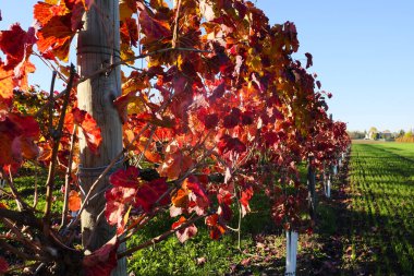 Canlı bir sonbahar üzüm bağı manzarası. Yaprakların yakın çekimi, yeşil çimen ve açık mavi gökyüzünün bulanık arka planına karşı kırmızı ve turuncunun sıcak gölgelerine dönüşüyor. Yüksek kalite fotoğraf