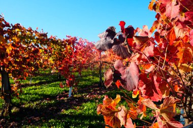 Canlı bir sonbahar üzüm bağı manzarası. Yaprakların yakın çekimi, yeşil çimen ve açık mavi gökyüzünün bulanık arka planına karşı kırmızı ve turuncunun sıcak gölgelerine dönüşüyor. Yüksek kalite fotoğraf