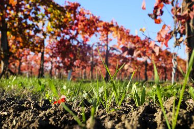 Canlı bir sonbahar üzüm bağı manzarası. Yaprakların yakın çekimi, yeşil çimen ve açık mavi gökyüzünün bulanık arka planına karşı kırmızı ve turuncunun sıcak gölgelerine dönüşüyor. Yüksek kalite fotoğraf