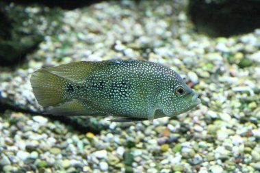Benekli desenli bir ciklit balığı akvaryumda yüzer. Küçük kayalardan oluşan bir alt tabakanın üzerinde. Yüksek kalite fotoğraf