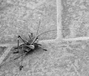 Açık renkli, insan derisi yüzeyinde sarı çizgili yeşil bir çekirgenin yakın çekimi. Yüksek kalite fotoğraf