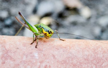 Açık renkli, insan derisi yüzeyinde sarı çizgili yeşil bir çekirgenin yakın çekimi. Yüksek kalite fotoğraf