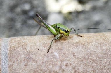 Açık renkli, insan derisi yüzeyinde sarı çizgili yeşil bir çekirgenin yakın çekimi. Yüksek kalite fotoğraf