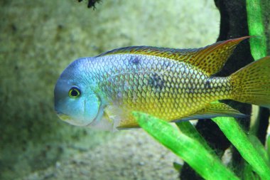Mavi ve sarı renkli bir tatlı su balığı su bitkileriyle çevrili bir akvaryumda gezinir. Yüksek kalite fotoğraf