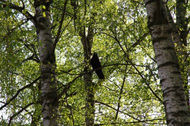 Yeşil yapraklarla çevrili bir huş ağacının dalları arasında tünemiş bir karga doğal ve atmosferik bir manzara yaratıyor. Yüksek kalite fotoğraf