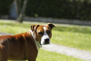 Kahverengi ve beyaz bir Amstaff köpeği parkta kaslı yapısını ve belirgin işaretlerini sergileyerek tetikte bekliyor. Yüksek kalite fotoğraf