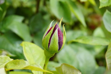 Bir gül goncasının yakın plan çekimi koyu bir bordo merkezi ve yemyeşil yapraklarla çevrili yeşil dış yapraklar. Yüksek kalite fotoğraf