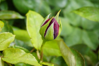 Bir gül goncasının yakın plan çekimi koyu bir bordo merkezi ve yemyeşil yapraklarla çevrili yeşil dış yapraklar. Yüksek kalite fotoğraf