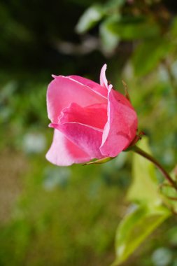 Yumuşak pembe bir gül çiçeği, bulanık yeşil bir arkaplana karşı yakın plan çekimde gösterilir ve narin taç yapraklarını ön plana çıkarır. Yüksek kalite fotoğraf