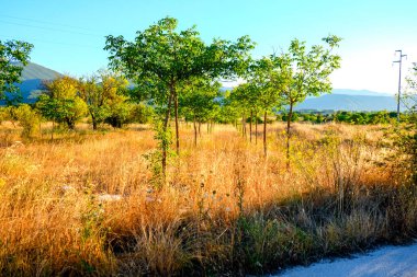 İtalya, Abruzzo 'da güneşli bir alan. Toprak bir yol boyunca yabani ayçiçekleriyle dolu. İtalyan kırsalının doğal güzelliklerini yansıtıyor. Yüksek kalite fotoğraf