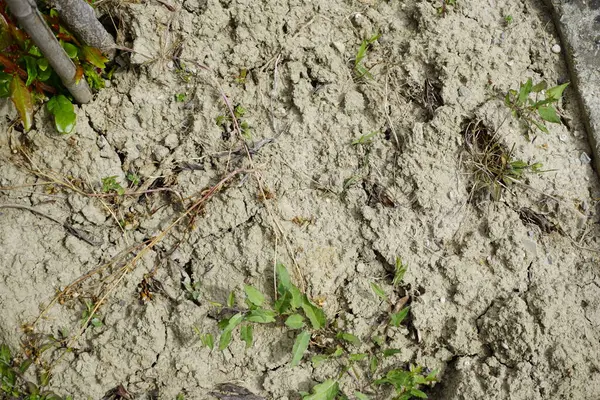 Yeryüzünün seyrek bitki örtüsüyle aşınmış yüzeyi toprak erozyonunun ve doğal çürümenin etkilerini gösteriyor. Yüksek kalite fotoğraf