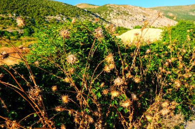 İtalya, Abruzzo 'da güneşli bir alan. Toprak bir yol boyunca yabani ayçiçekleriyle dolu. İtalyan kırsalının doğal güzelliklerini yansıtıyor. Yüksek kalite fotoğraf