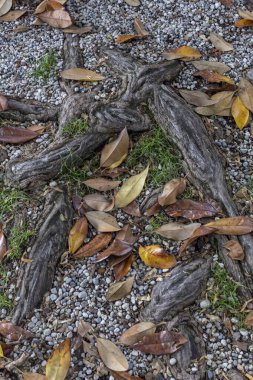Yukarıdan bakıldığında, düşmüş kahverengi yapraklar, yeşil yosunlar ve küçük taşlarla kaplı bir orman zemini görülüyor. Yüksek kalite fotoğraf