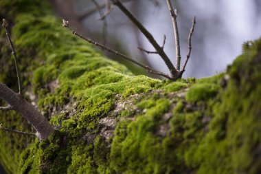 Arkaplanı bulanıklaştıran sığ bir alan derinliği olan canlı yeşil yosunlarla kaplı bir ağaç dalının detaylı ve yakın plan fotoğrafı. Yüksek kalite fotoğraf