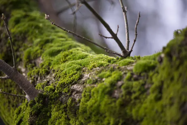 Arkaplanı bulanıklaştıran sığ bir alan derinliği olan canlı yeşil yosunlarla kaplı bir ağaç dalının detaylı ve yakın plan fotoğrafı. Yüksek kalite fotoğraf