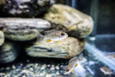 İki çizgili ciklit balığı tatlı su akvaryumunda kayaların arasında yüzer. Yüksek kalite fotoğraf