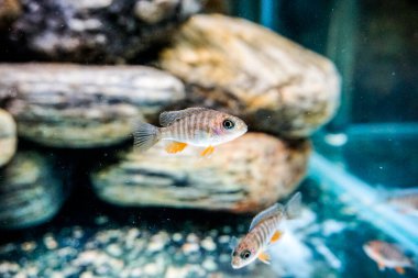 İki çizgili ciklit balığı tatlı su akvaryumunda kayaların arasında yüzer. Yüksek kalite fotoğraf