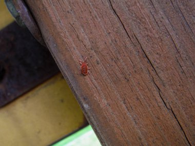 Küçük, canlı kırmızı bir böcek yavaşça ahşap bir yüzey boyunca sürünüyor, çevresini keşfediyor ve yiyecek ya da barınak arıyor.
